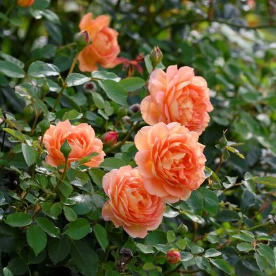 austin Lady of Shalott (Ausnyson), Engelsk Buskros, C6