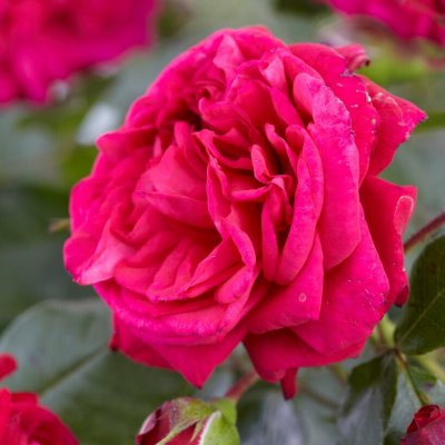 tehybrid Laguna ® (Koradegel), Klätterros/Tehybridros, C4