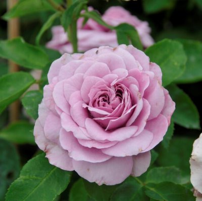 floribunda Lavender Ice ® (Tan04249), Floribundaros, C4