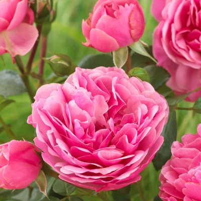 floribunda Leonardo da Vinci ® (Meideauri), Floribundaros, C4