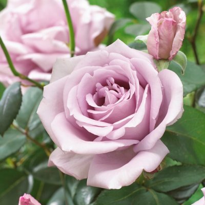 tehybrid Mainzer Fastnacht ® (Blue Moon, Blue Monday, Tannacht), Tehybridros, barrot 1st