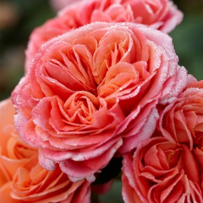 tehybrid Mary Ann ® (Tan04597), Tehybridros, barrot 1st