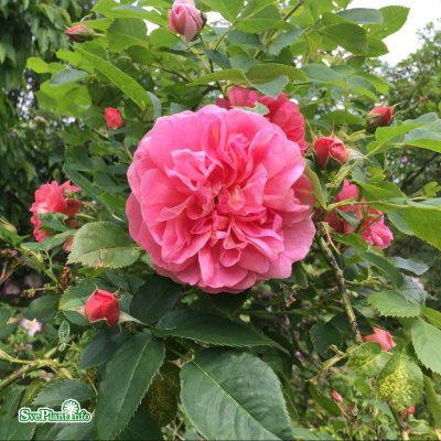 Balsgård Anna, Buskros