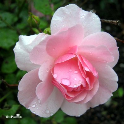 Rosa floribunda Bonica 82 C4
