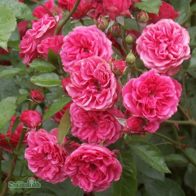 Rosa Elmshorn C4
