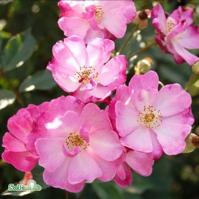 Rosa Lavender Dream C4
