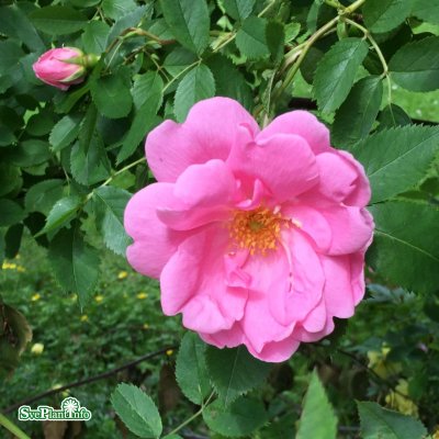 Rosa Prairie Dawn C4
