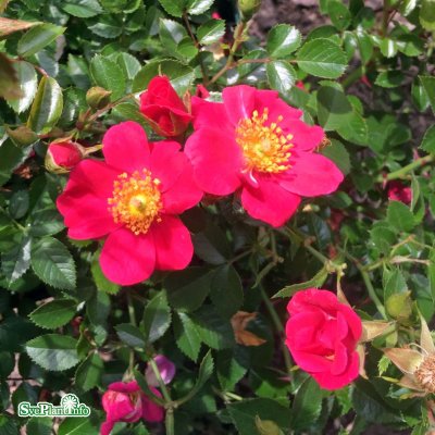 Rosa Tommelise ® C4