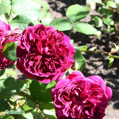 Rosa austin William Shakespeare 2000 ® (Ausromeo) C6
