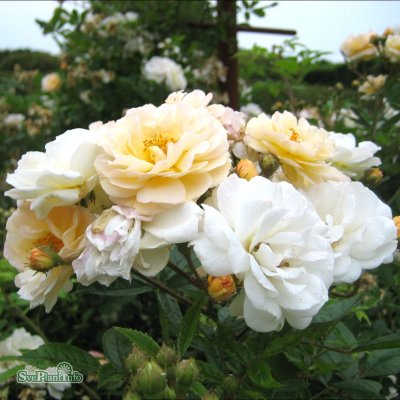 Rosa moschata Ghislaine de Feligonde C4