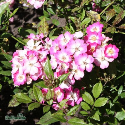 Rosa moschata Mozart C4