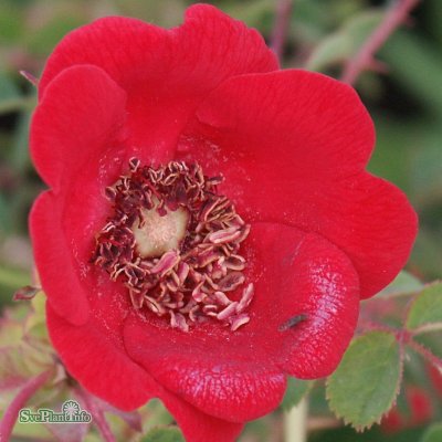 moyesii Geranium, Buskros, C4
