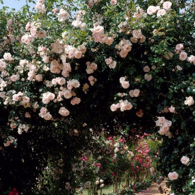 wichuraiana New Dawn (The New Dawn), Klätterros, C4