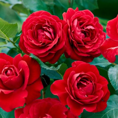 floribunda Nina Weibull ®, Rabattros, C4