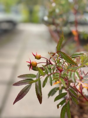 Rosa nitida, Glansros
