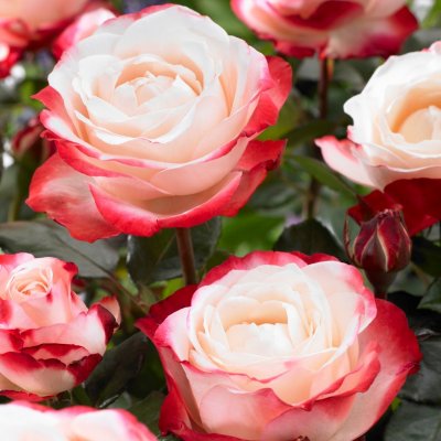 tehybrid Nostalgie ® (Taneiglat), Tehybridros, barrot 1st