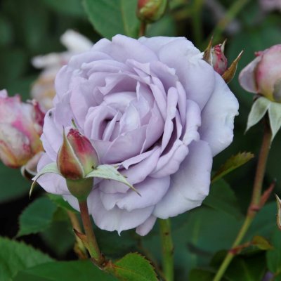 floribunda Novalis ® (Korfriedhar), Floribundaros, C4