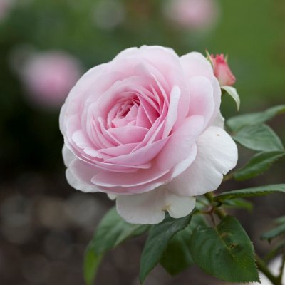 austin Olivia Rose (Ausmixture), Engelsk Buskros, barrot 1st