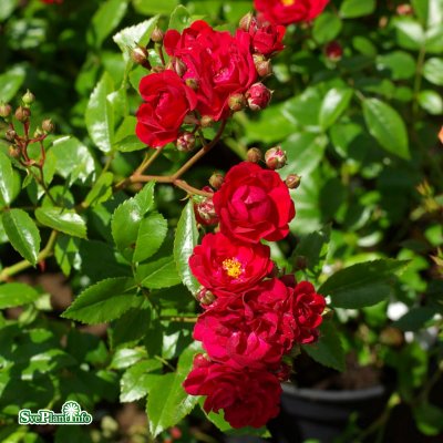 polyantha Fairy Dance/Red The Fairy, Marktäckarros, C4