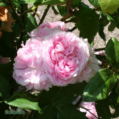 Rosa portland Jacques Cartier C4