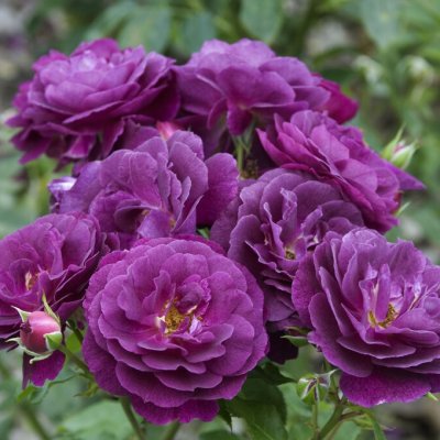 floribunda Purple Eden ® (Ebb Tide), Floribundaros, barrot 1st