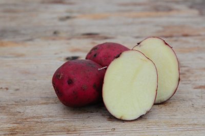 Sättpotatis Rosara 1kg