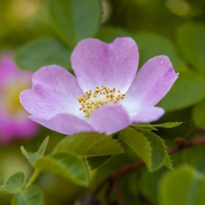 Rosa rubiginosa (eglanteria)