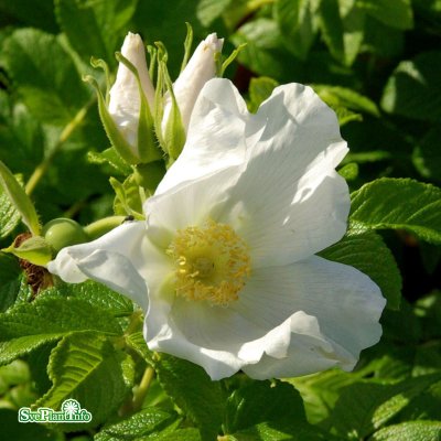Rosa rugosa Alba C4