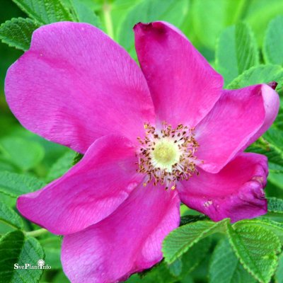 Rosa rugosa C4
