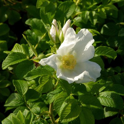 Rosa rugosa Alba, Vresros, Häck C1