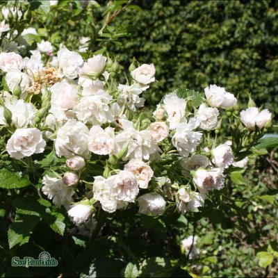 Rosa rugosa White Grootendorst C4