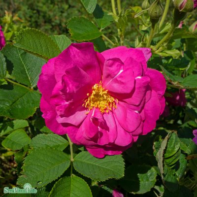 austin rugosa Wild Edric (Aushedge), Engelsk Buskros, C6
