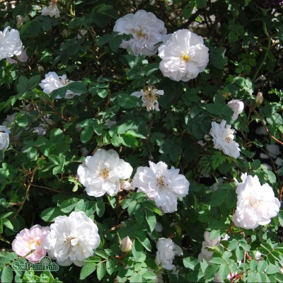 Rosa spinosissima Stanwell Perpetual C4