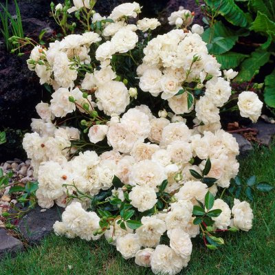 polyantha Swany ® (Meiburenac), Marktäckarros, C4