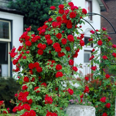 kordesii Sympathie, Klätterros