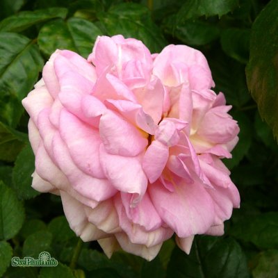 Rosa tehybrid Aloha ® C4