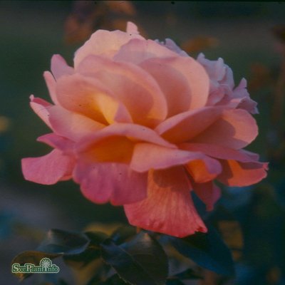 Rosa tehybrid Chicago Peace C4