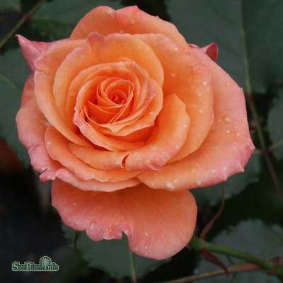 Rosa tehybrid Gavnö C4