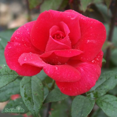 Rosa tehybrid Hanne C4