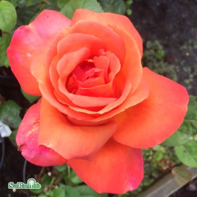 Rosa tehybrid Troika ® C4