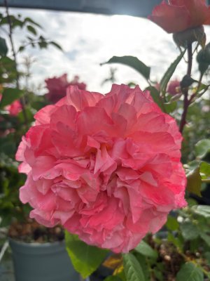 Rosa tehybrid Augusta Luise ®