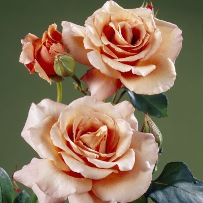 Rosa tehybrid Julia´s Rose ®