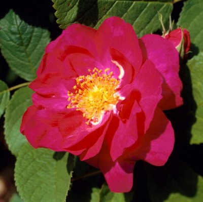 portland Portlandica (Portlanden, Portland Rose), Portlandsros, C4