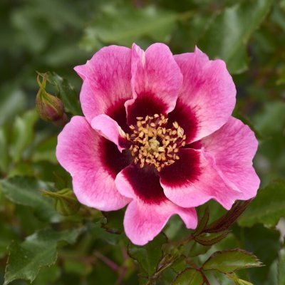 Rosa persica Trendy Babylon Eyes ®
