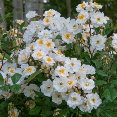 moschata Trier, Moschataros, C4