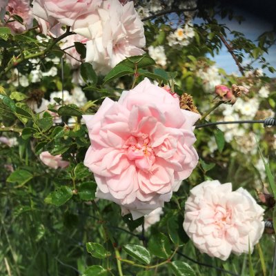 wichurana Probuzení (Awakening), Klätterros/Wichuranaros, C4