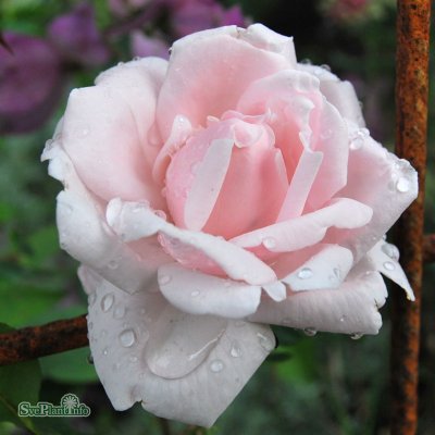 Rosa wichuraiana New Dawn C4