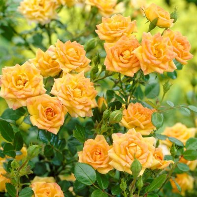 polyantha Yellow Fairy ® (Yellow The Fairy, Poulfair), Marktäckarros, C4