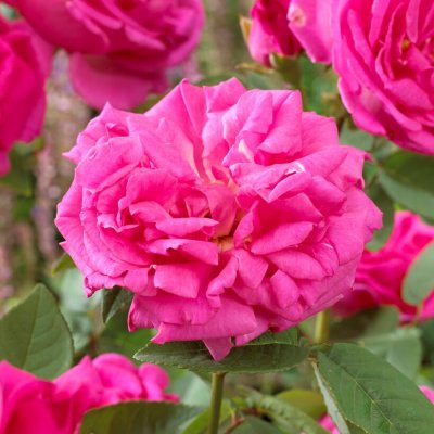 bourbon Zéphirine Drouhin, Klätterros/Buskros, C4