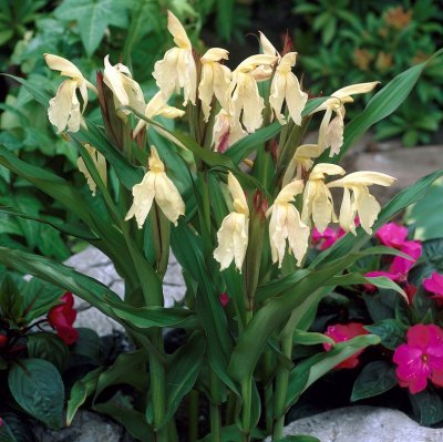 Roscoea x beesiana, Bergingefära, P9cm